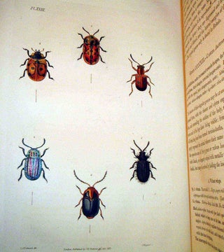 Illustrations of British Entomology: A Synopsis of Indigenous Insects: Containing their Generic and Specific Distinctions; with an account of Metamorphoses, Times of Appearance, Localities, Food, and Economy, as far as Practicable. Vol’s III